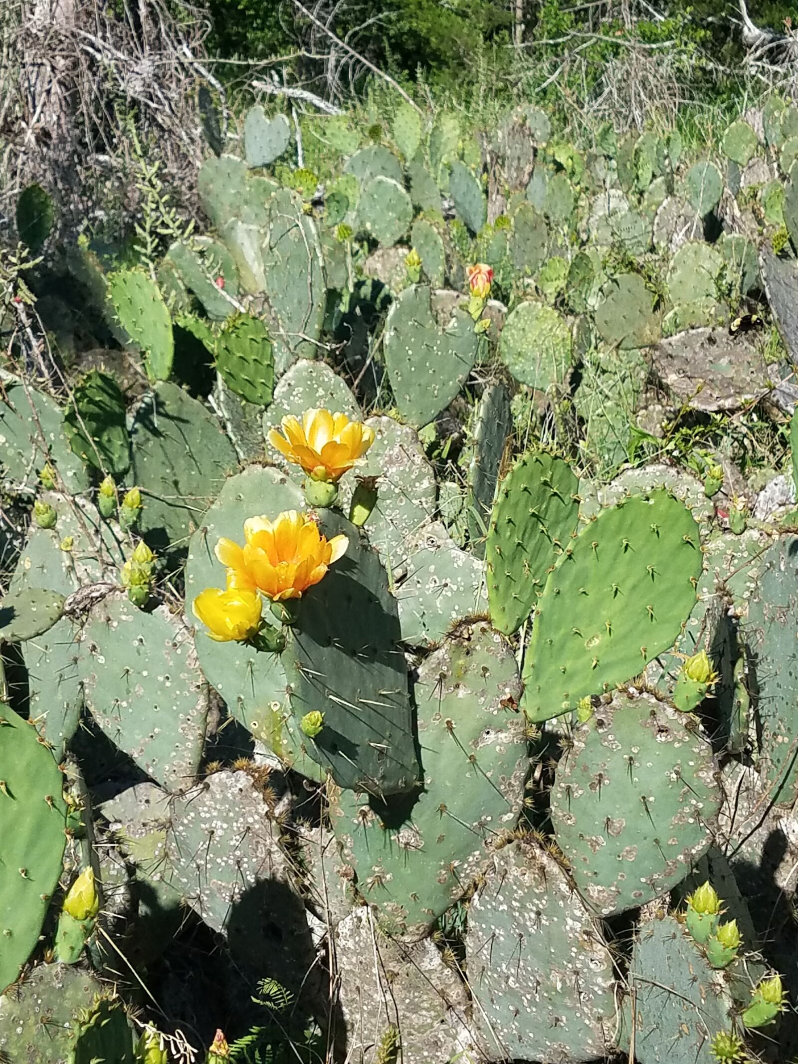 Samsung Galaxy S7 Edge sample photo. Cactus, flower photography