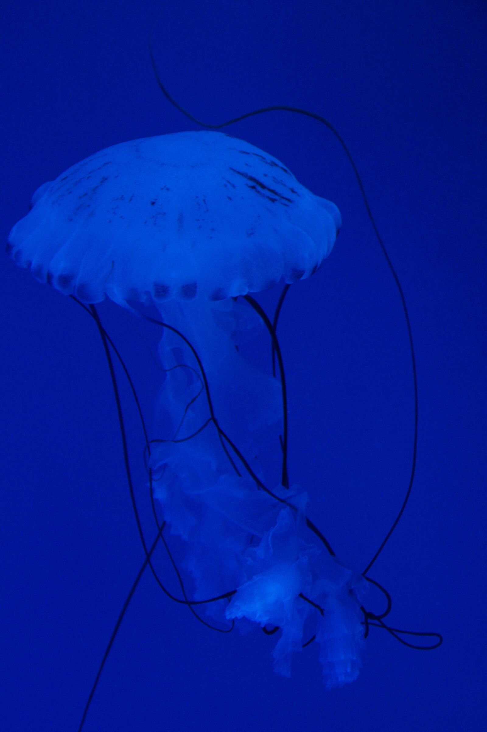 Sony SLT-A58 sample photo. Jellyfish, mollusk, fluorescent photography