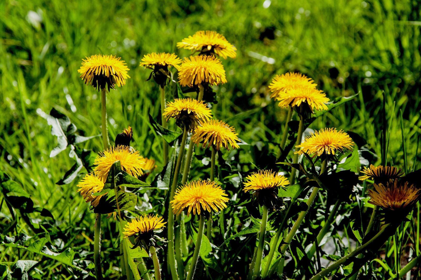 Nikon D5000 sample photo. Nature, plant, summer photography