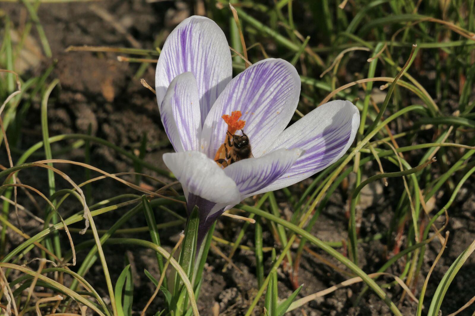 Panasonic Lumix DMC-FZ1000 sample photo. Snowdrop, spring, flower photography