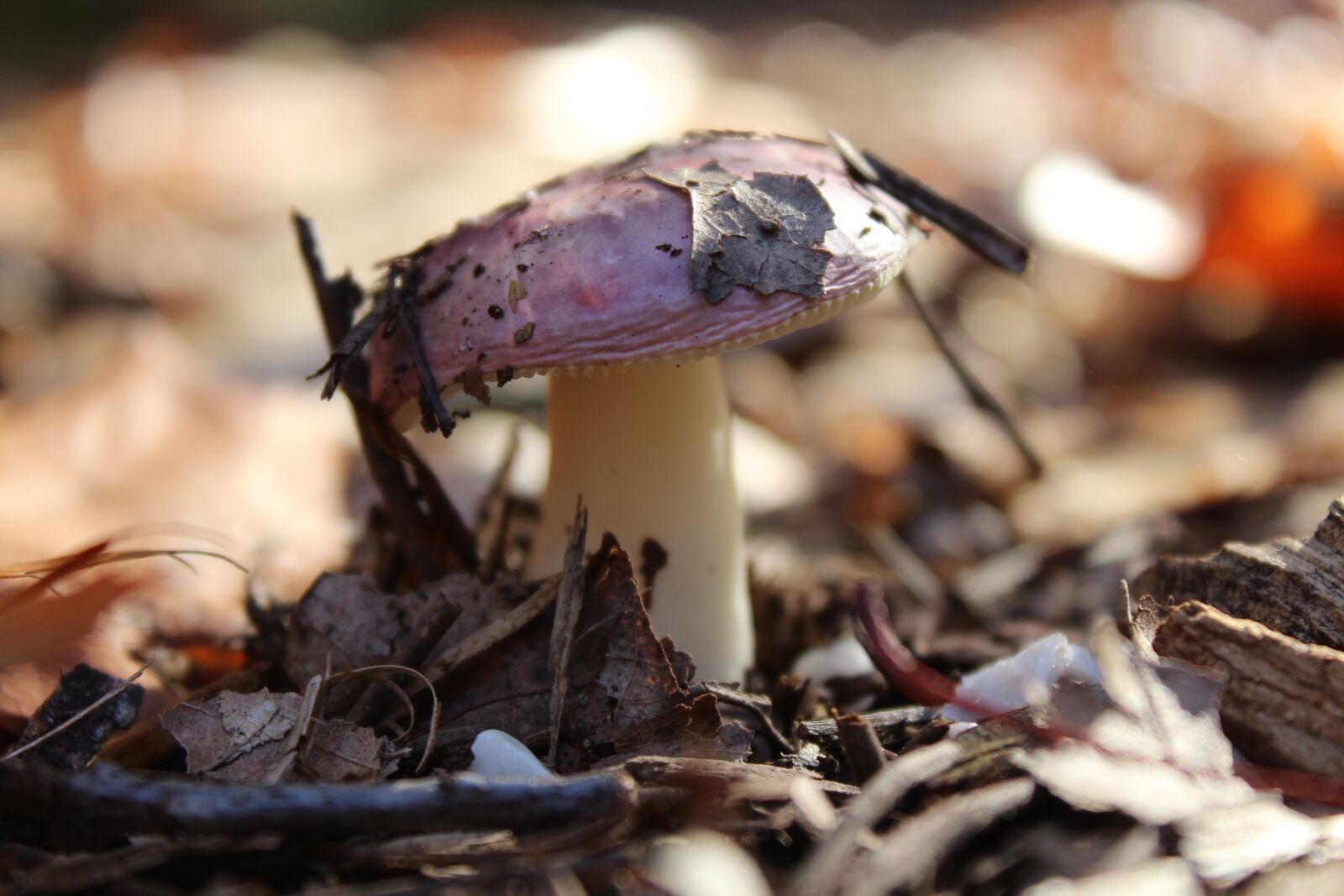 Canon EOS 1200D (EOS Rebel T5 / EOS Kiss X70 / EOS Hi) sample photo. Mushroom, nature, forest photography