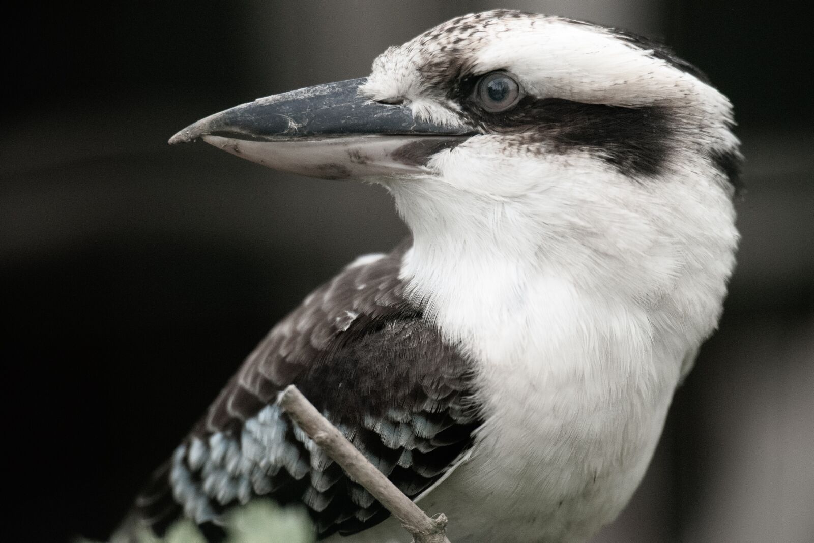Nikon D750 sample photo. Bird, zoo, animals photography