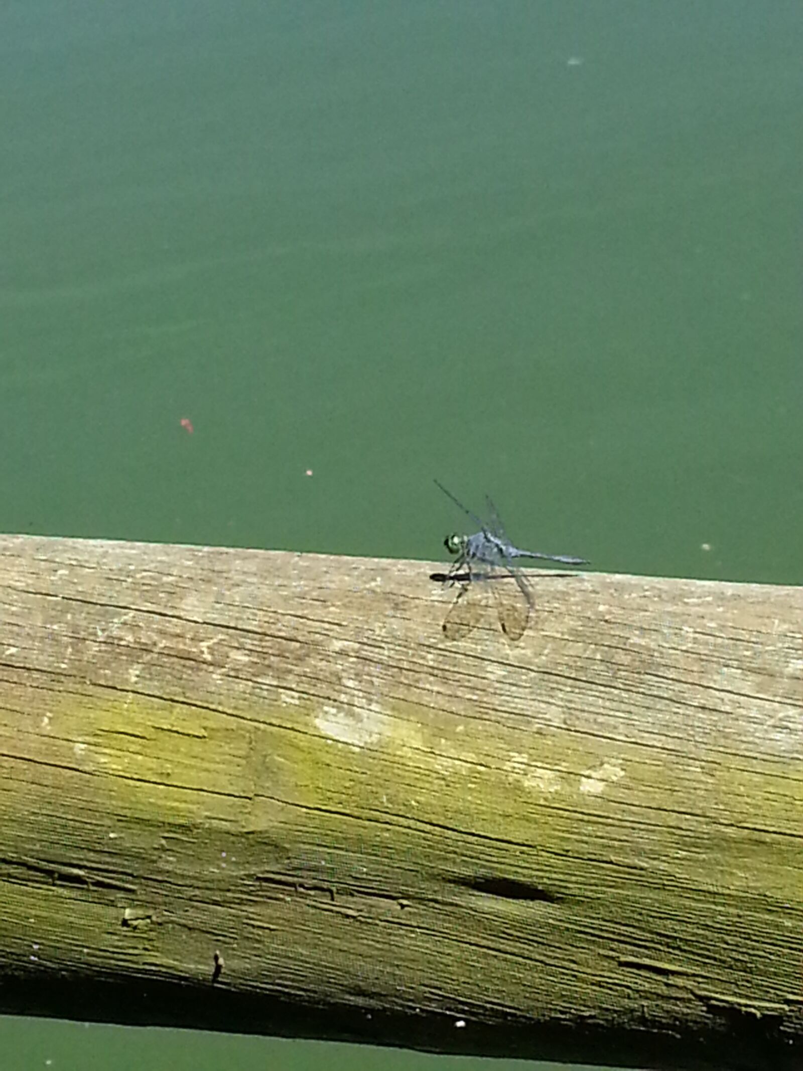 Samsung Galaxy Note2 sample photo. Dragonfly, insect, nature photography