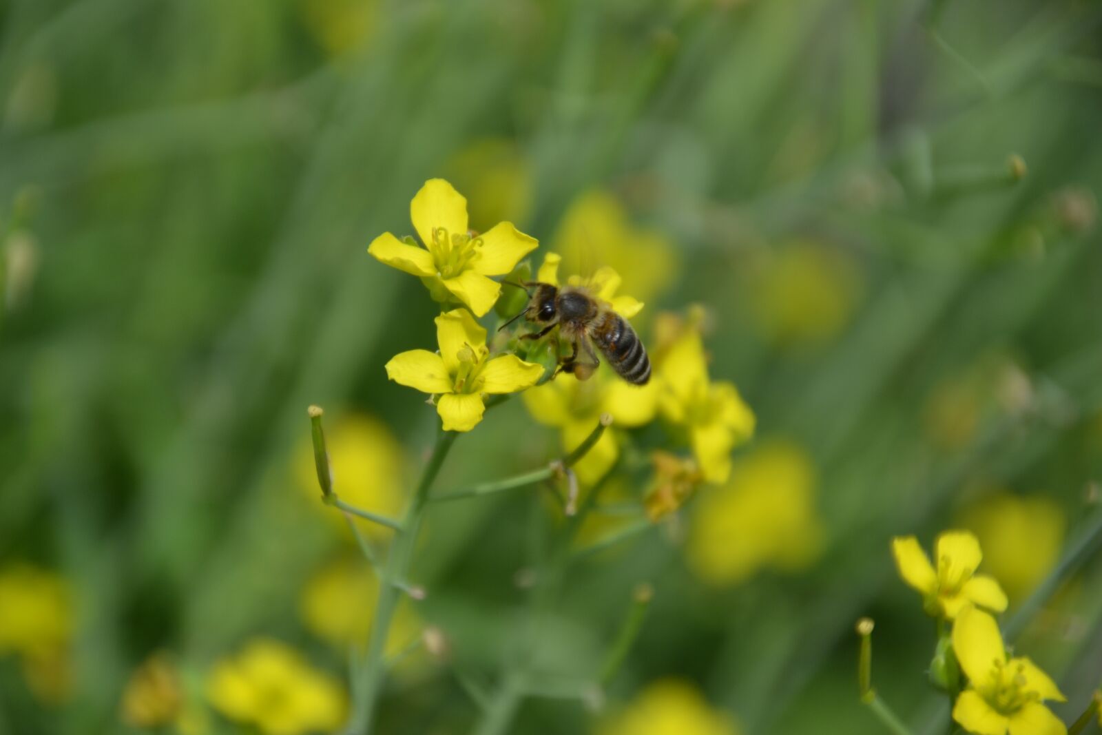 Nikon D3100 sample photo. Nature, green, yellow photography