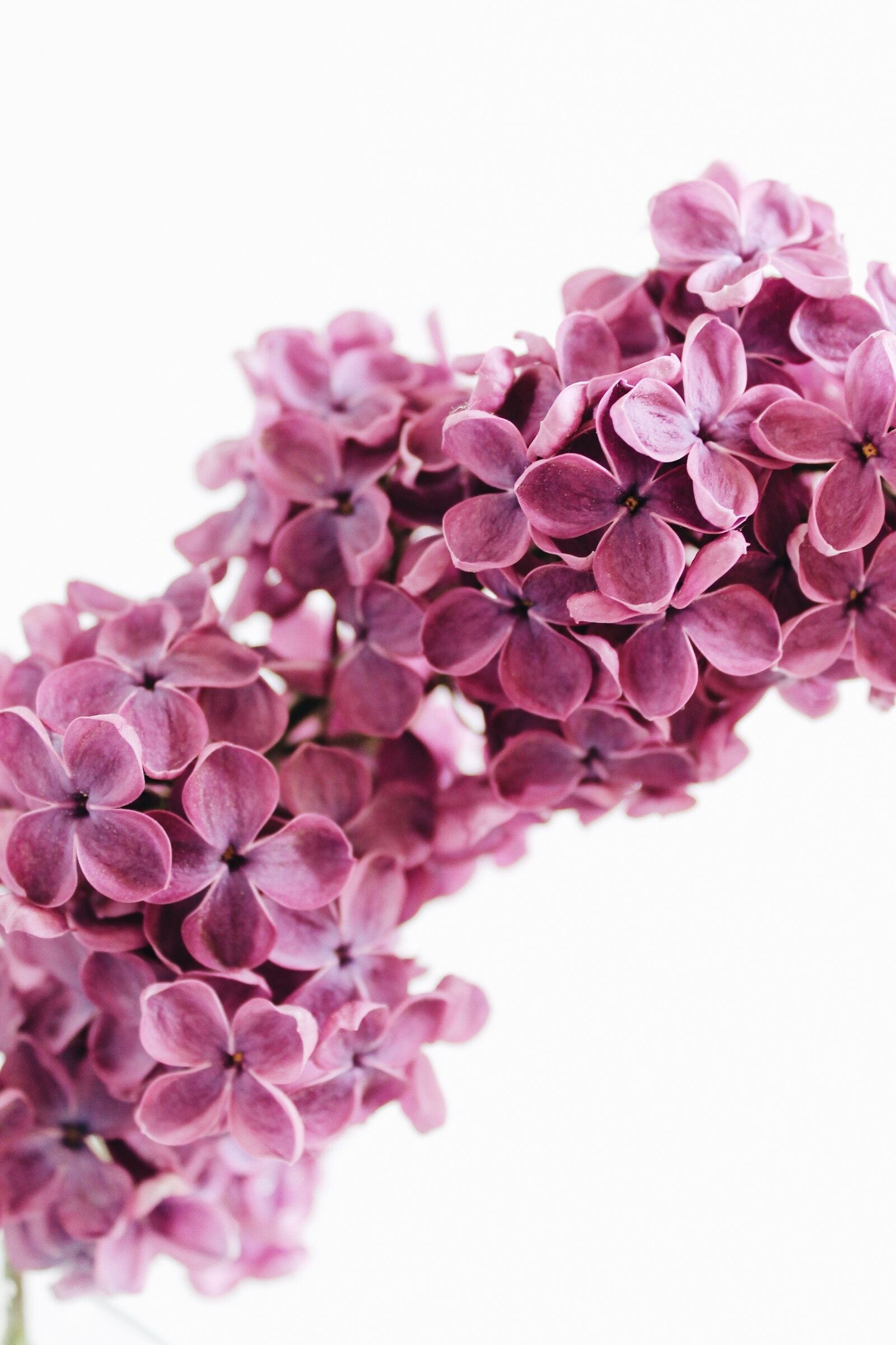 Canon EOS 1100D (EOS Rebel T3 / EOS Kiss X50) sample photo. Lilac, purple, violet photography