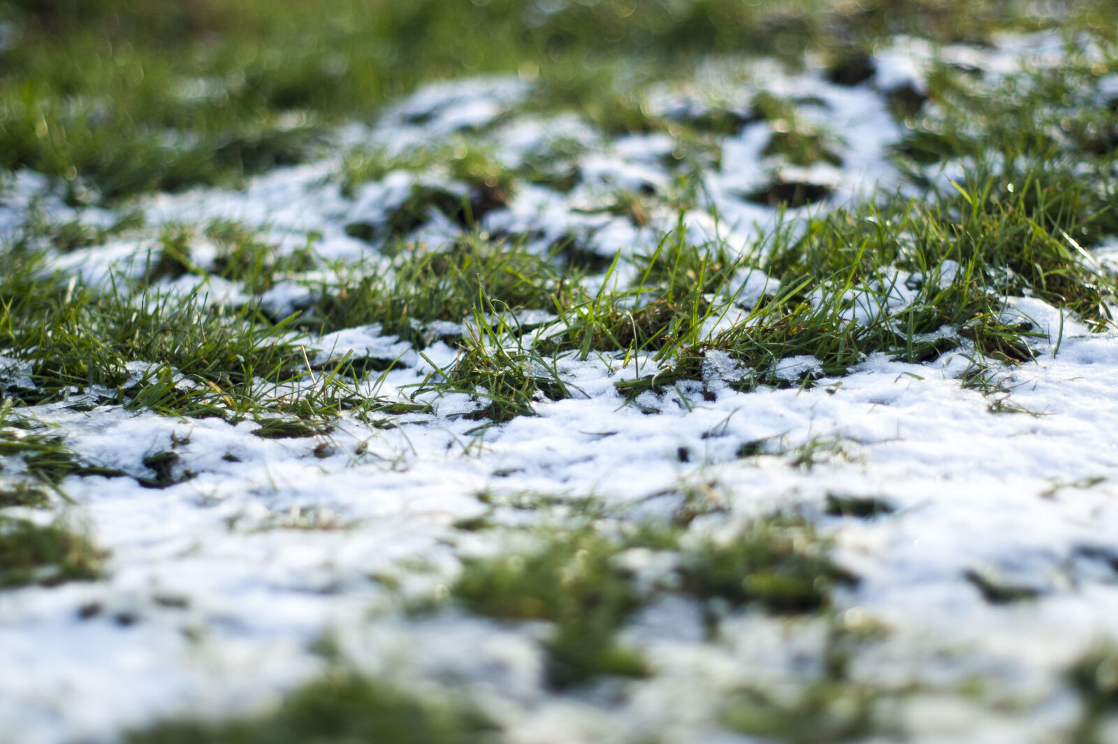 KONICA MINOLTA DYNAX 7D sample photo. Grass, snow, winter photography