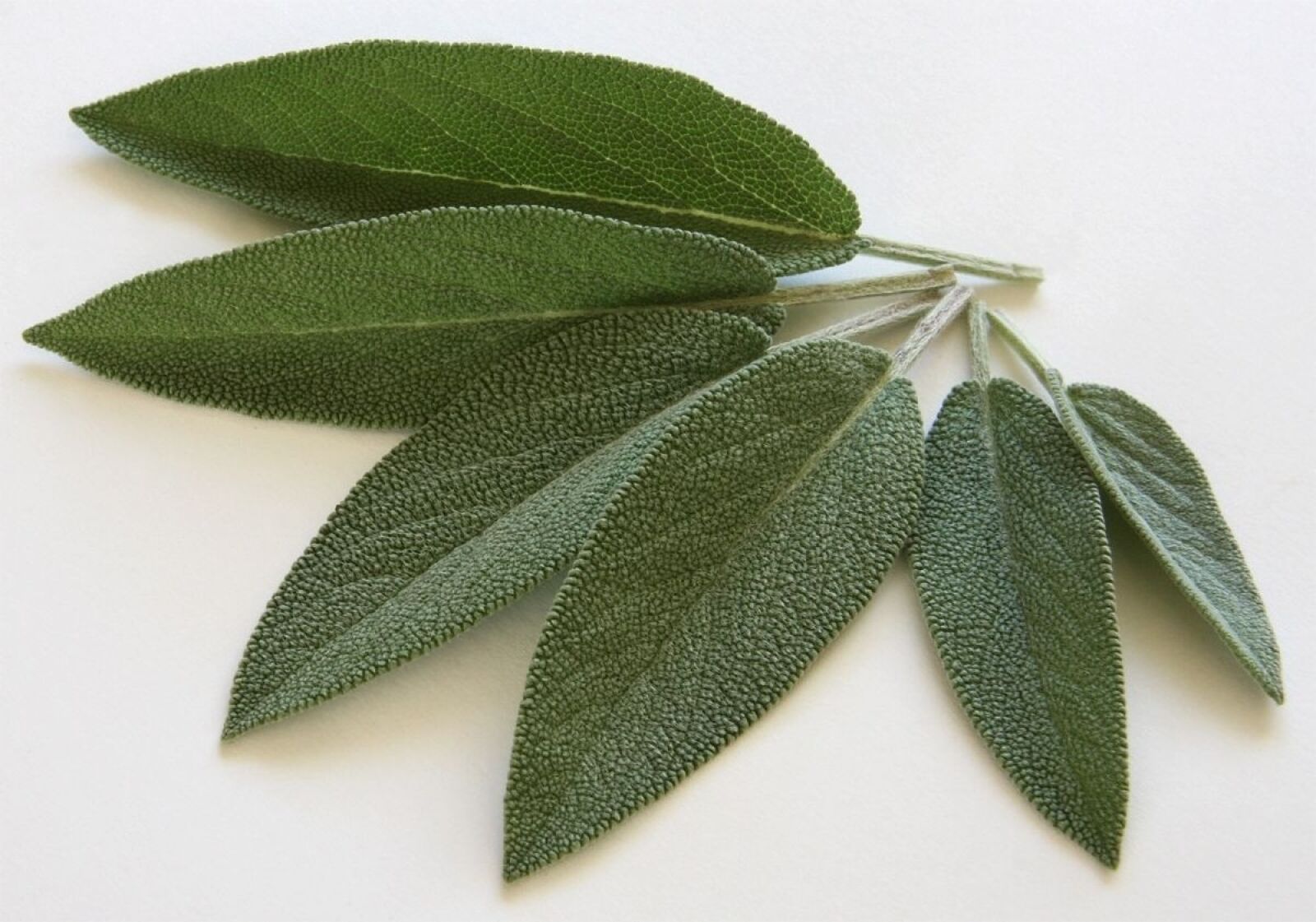 Canon EOS 40D sample photo. Sage, spice, kraeuer photography