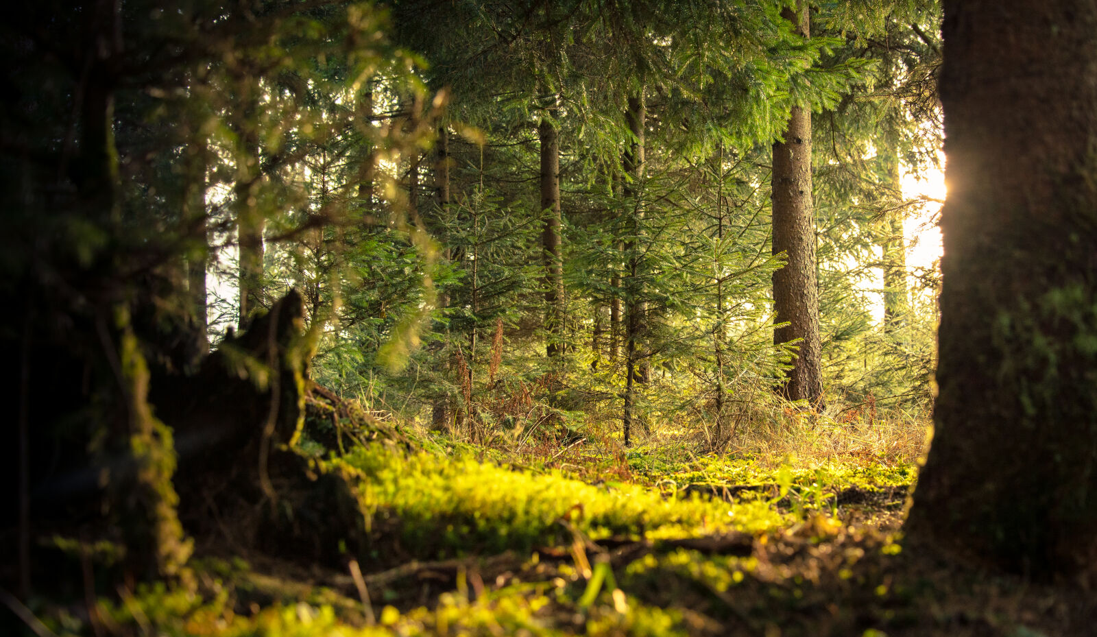 Nikon D610 sample photo. Conifer, daylight, environment, evergreen photography