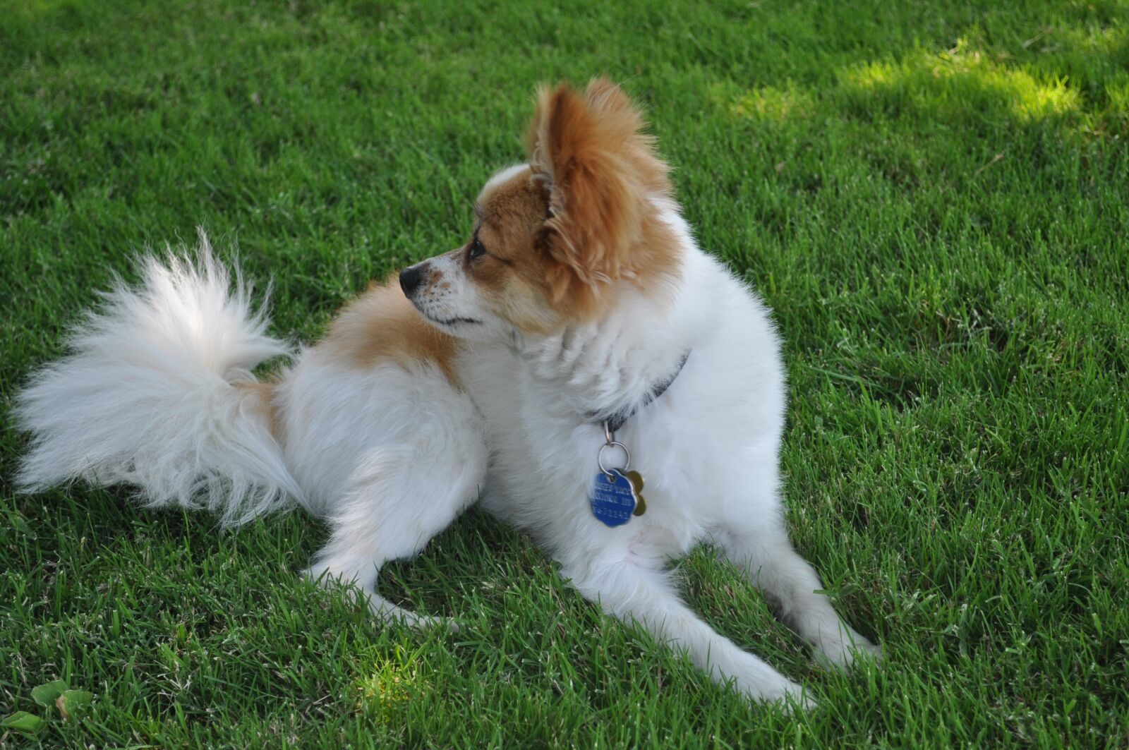 Nikon D5000 sample photo. Dog, puppy, family photography
