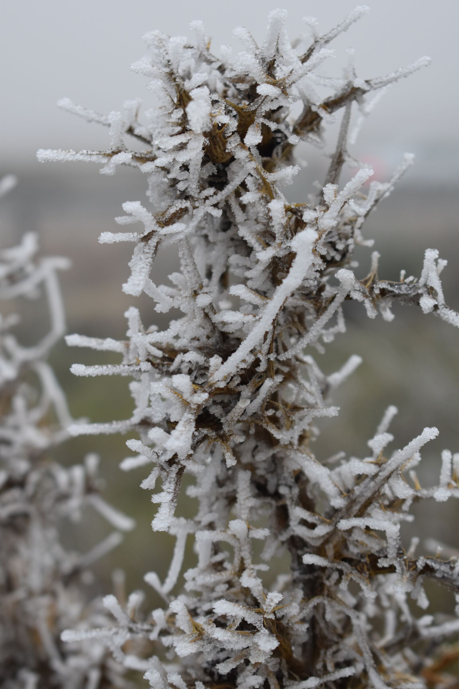 Nikon D5600 sample photo. Cold, frost, winter photography