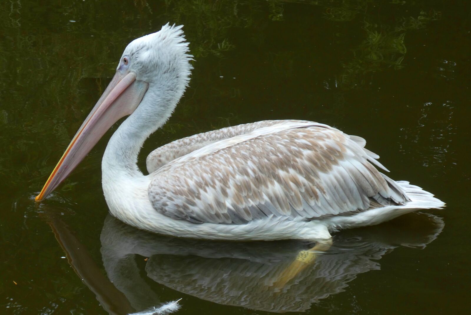 Panasonic Lumix DC-ZS70 (Lumix DC-TZ90) sample photo. Pelican, beak, bird photography