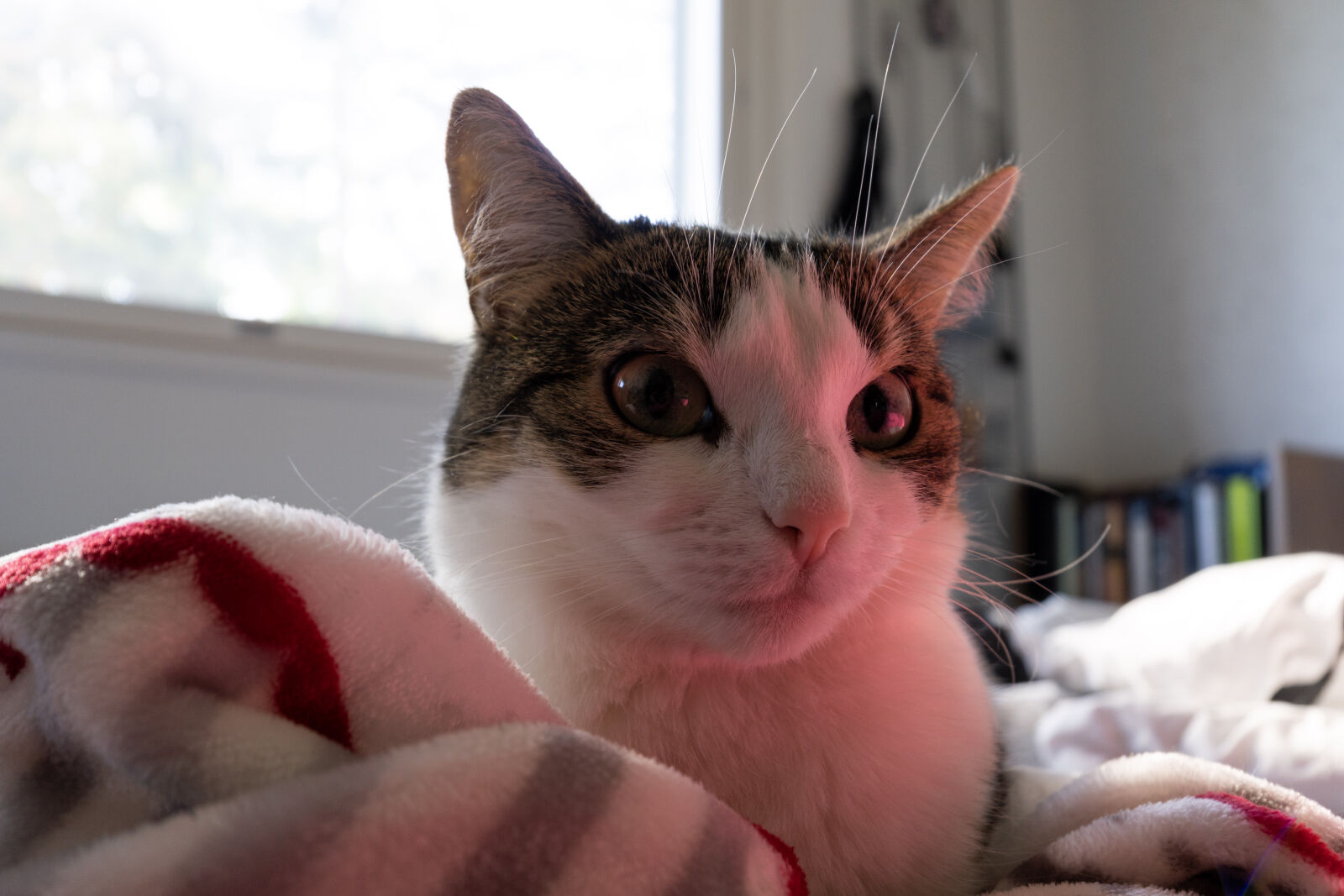 Sony E 10-20mm F4 PZ G sample photo. The red glow cat photography