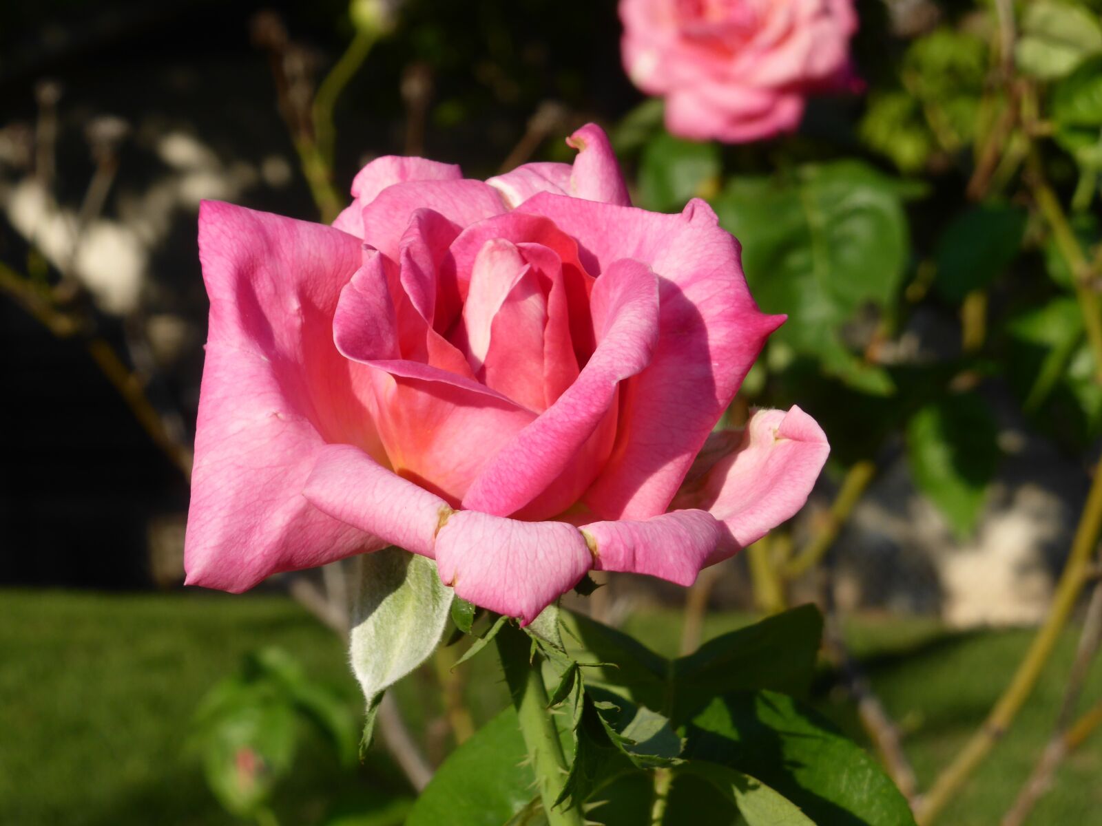Panasonic DMC-ZS30 sample photo. Flower, rose, pink photography