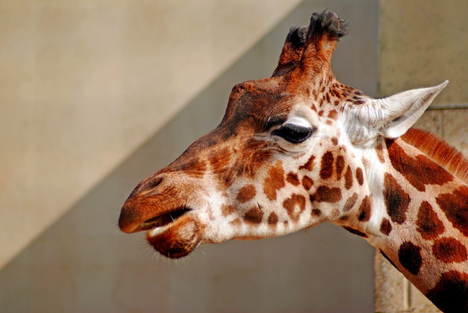 Sony Alpha DSLR-A300 sample photo. Giraffe, animal, wild photography