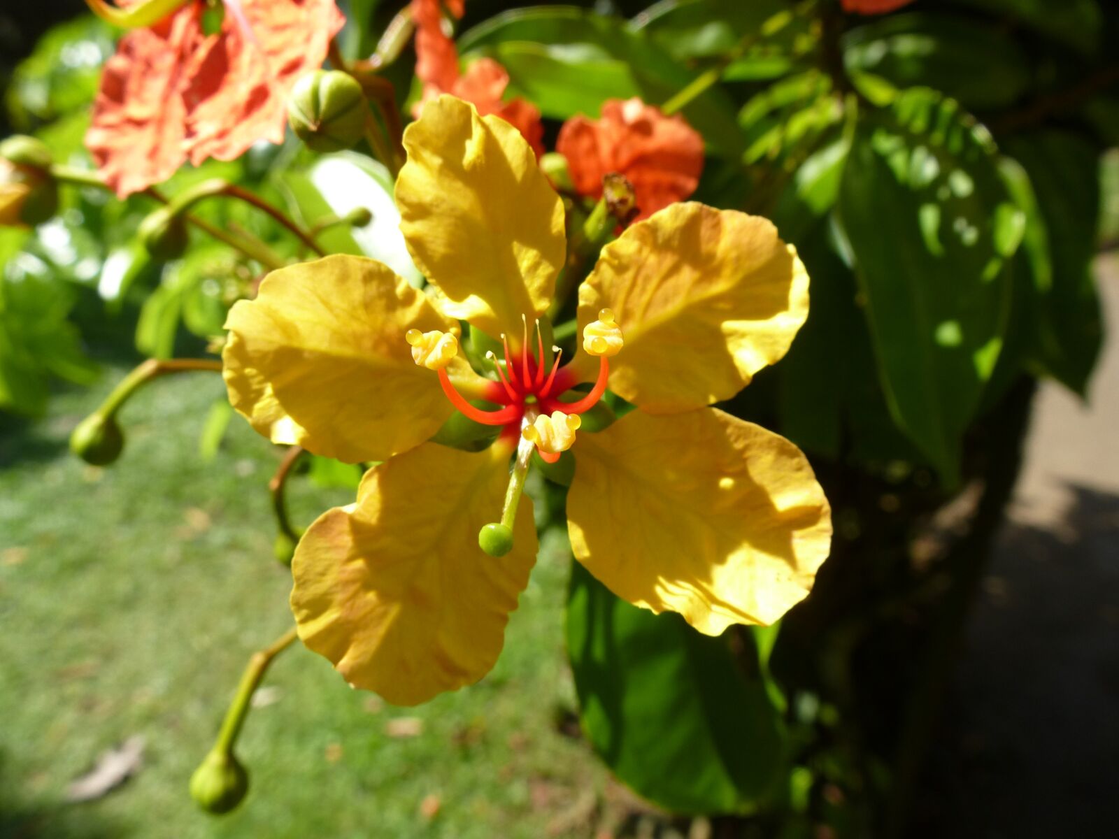 Panasonic Lumix DMC-ZS15 (Lumix DMC-TZ25) sample photo. Sri lanka, plant, flower photography