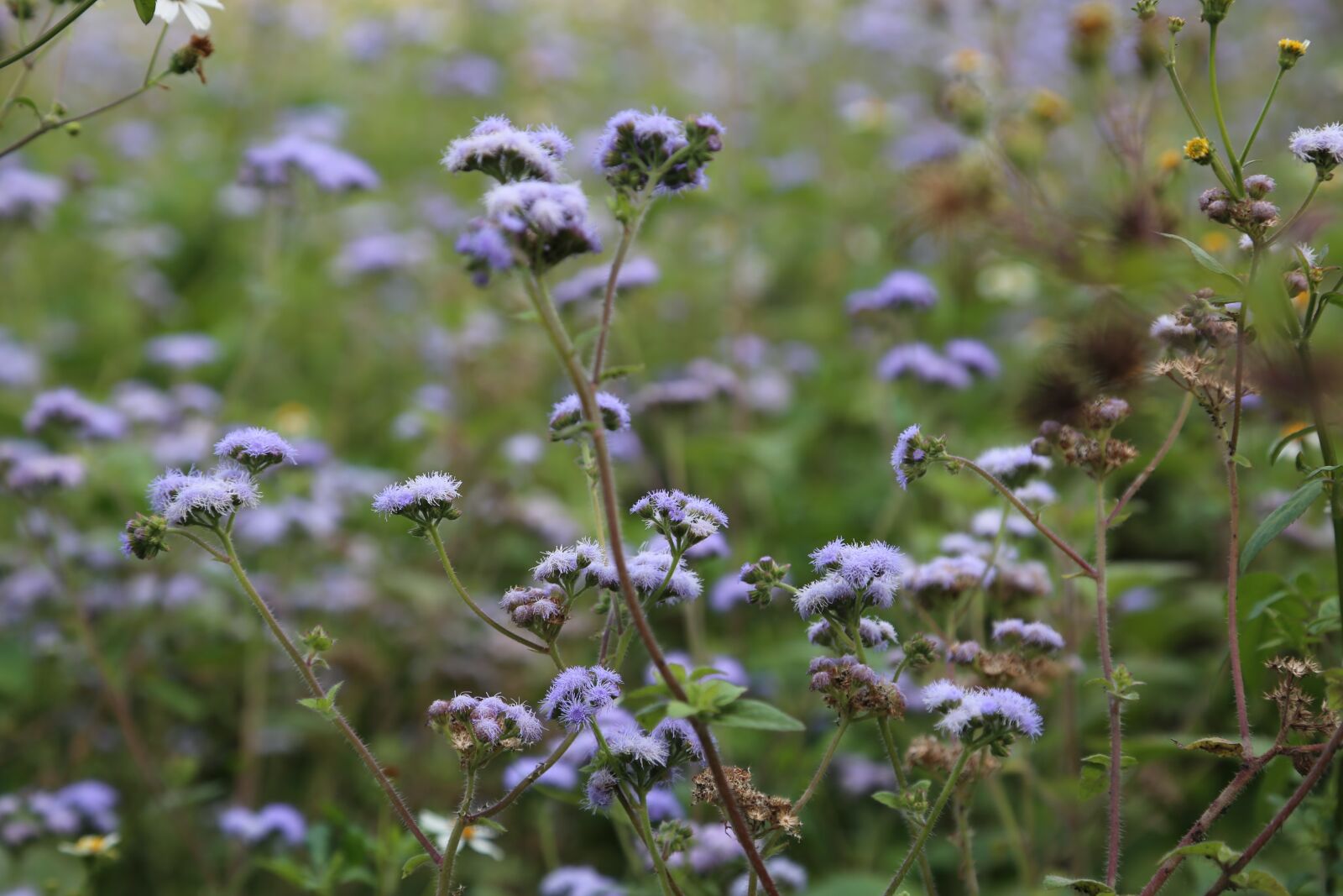 Canon EF 24-105mm F4L IS USM sample photo. The wild, nature, little photography