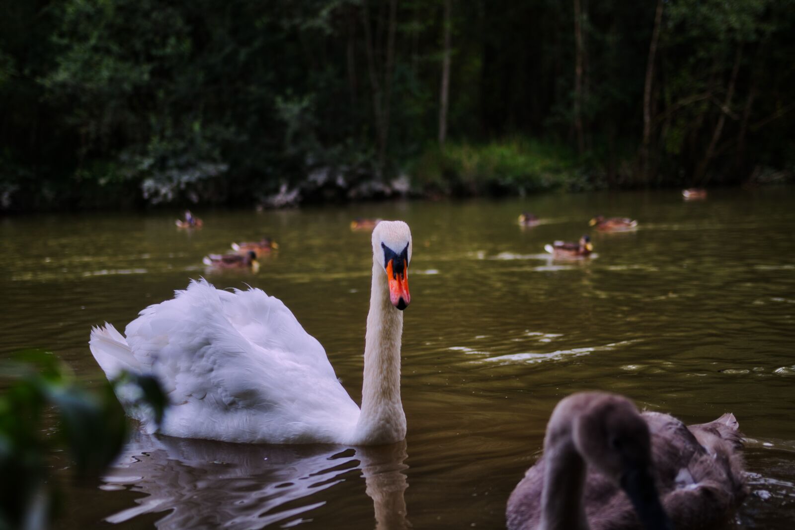 Canon 18-35mm F1.8 DC HSM | Art 013 sample photo. Swan, water, animal photography