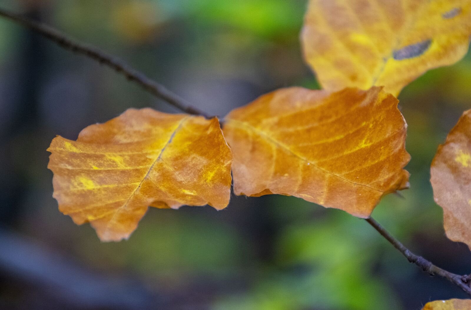 Nikon D5300 sample photo. Autumn, holidays, nature photography