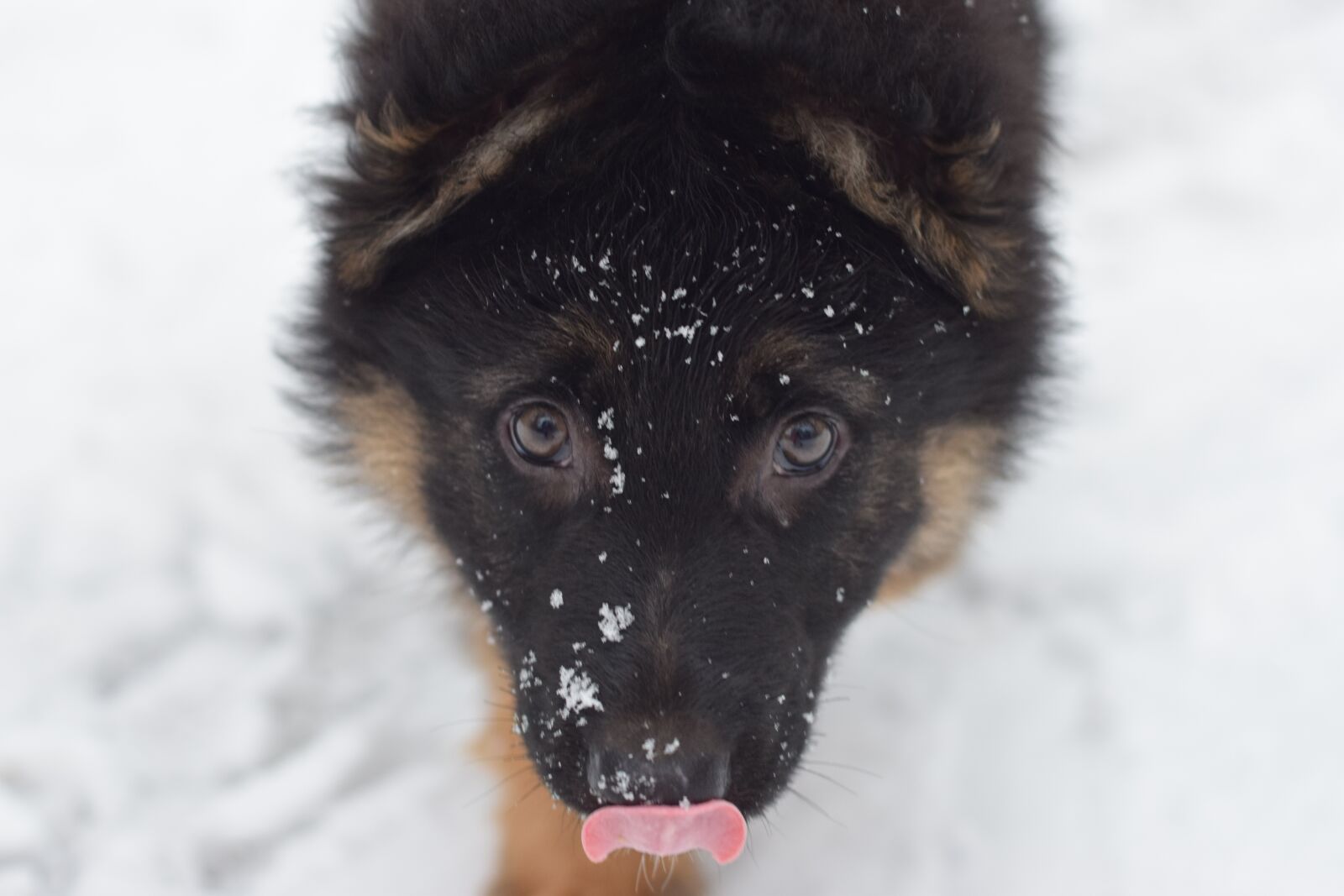 Nikon D3300 sample photo. Puppy, dog, german shepherd photography