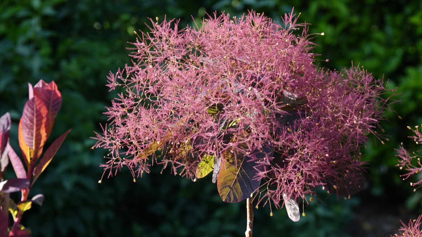 Sony Cyber-shot DSC-RX10 III sample photo. Cotinus dummeri grace, tree photography