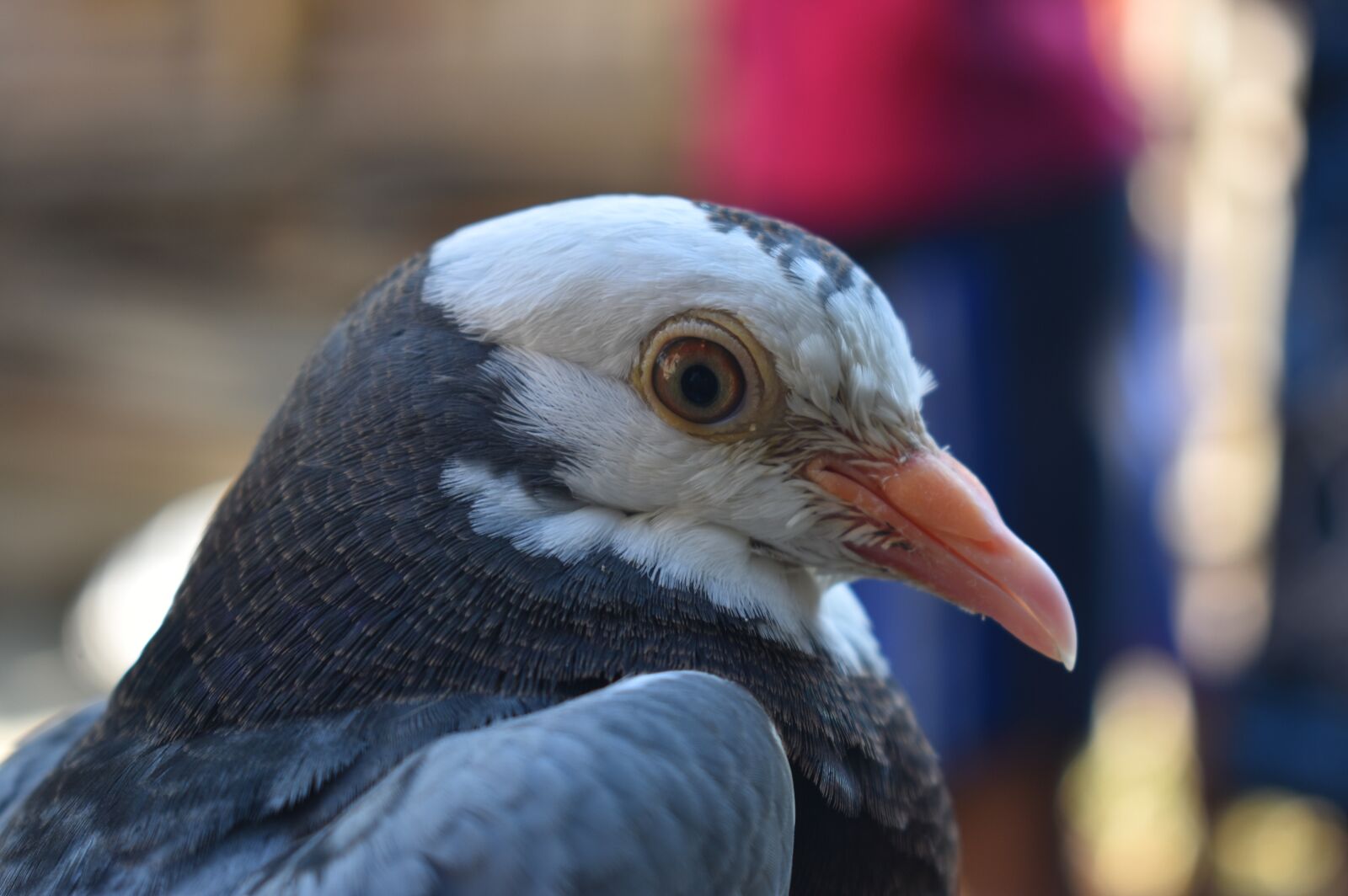 Nikon D3400 sample photo. Pigeon, bird, dove photography