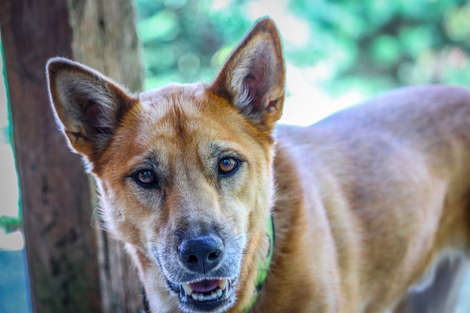 Canon EOS 700D (EOS Rebel T5i / EOS Kiss X7i) sample photo. Dog, animal, pet photography
