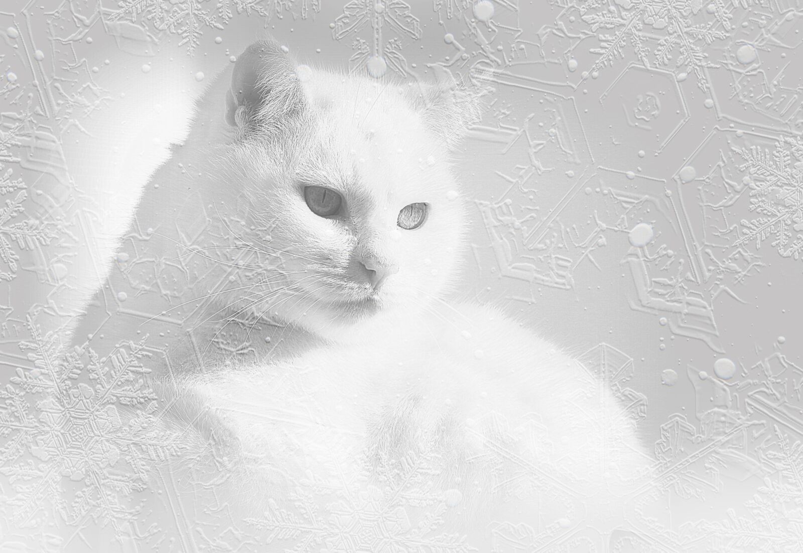 Canon EF-S 55-250mm F4-5.6 IS STM sample photo. Cat, white cat, snow photography