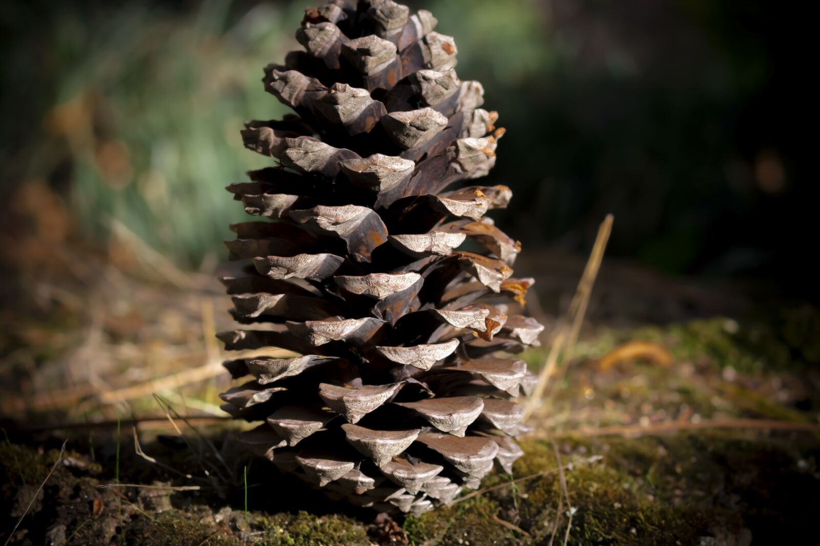 Canon EOS 70D sample photo. Pine, pinheiro, nature photography