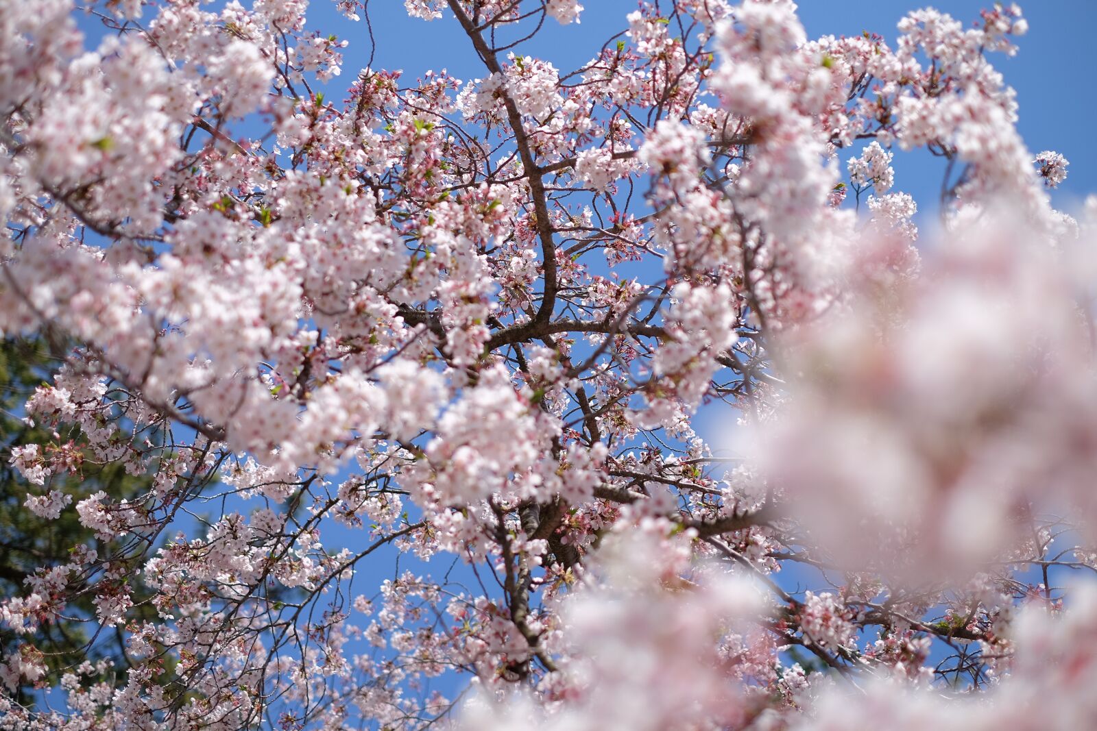 Fujifilm X-T1 + Fujifilm XF 35mm F1.4 R sample photo. Cherry, japan, sakura photography