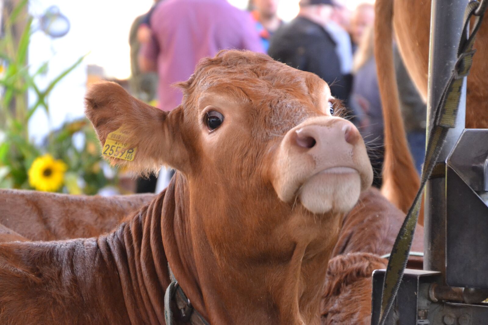 Nikon D3100 sample photo. Animal, young animal, cow photography