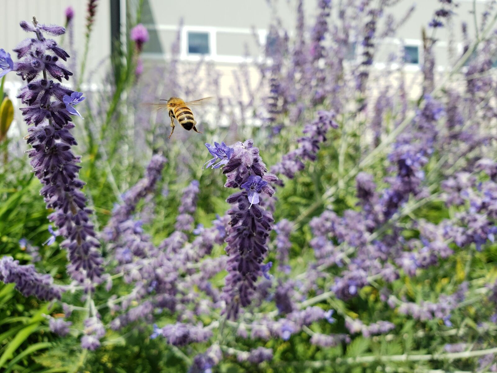 Samsung Galaxy S9 sample photo. Bee, honeybee, insect photography