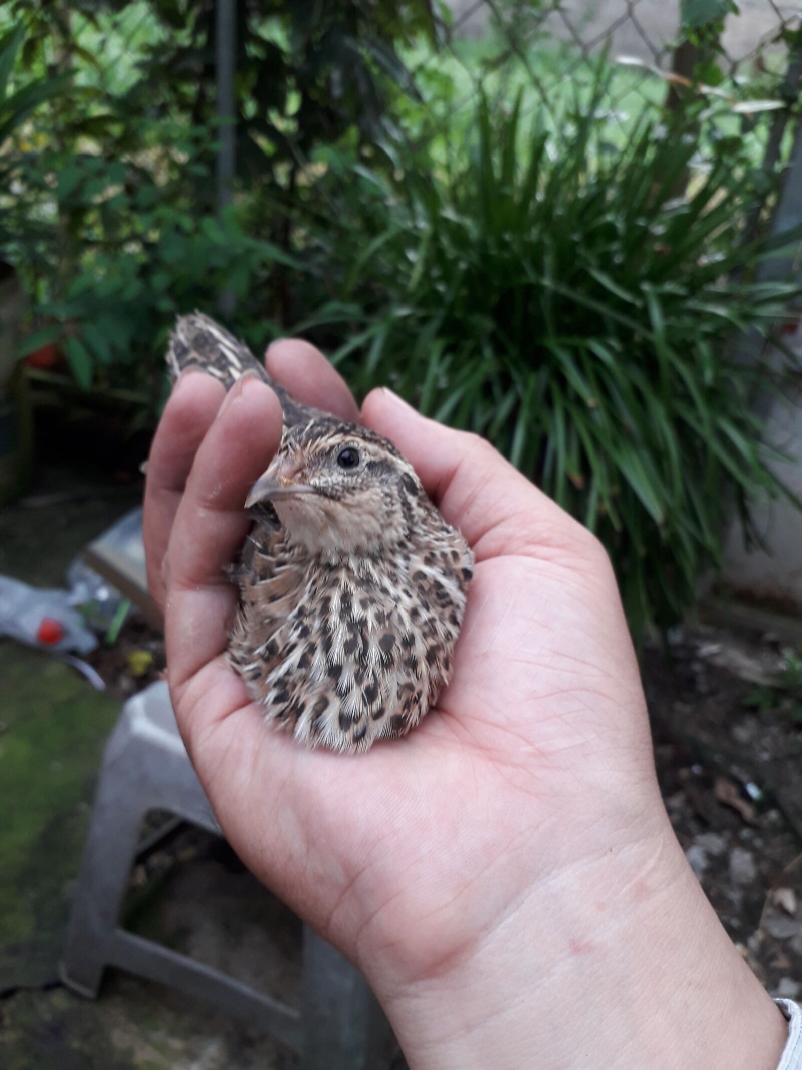 Samsung Galaxy J4 sample photo. Quail, birds beautiful, quail photography