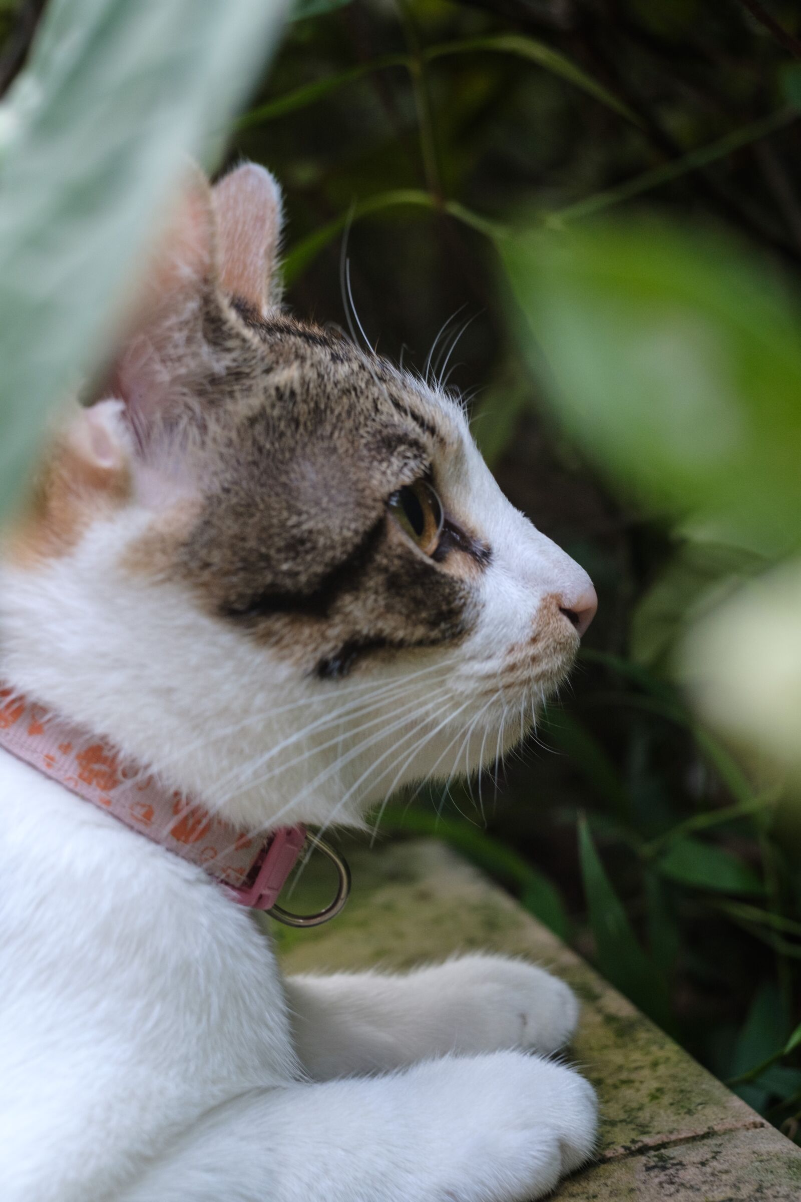 Fujifilm X-T2 sample photo. Xinbei, monkey cave, cat photography