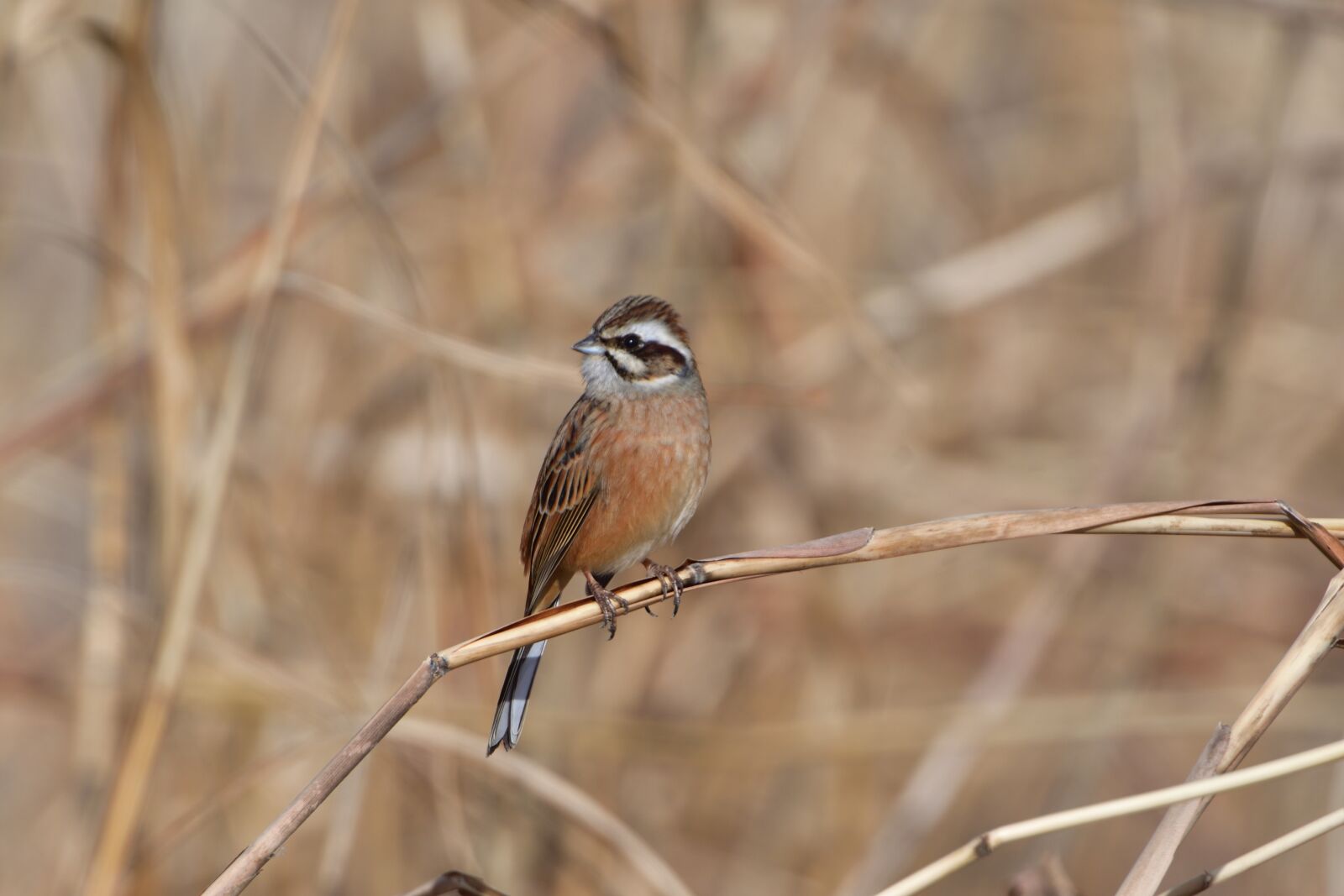 Nikon D500 sample photo. Natural, wild animals, bird photography