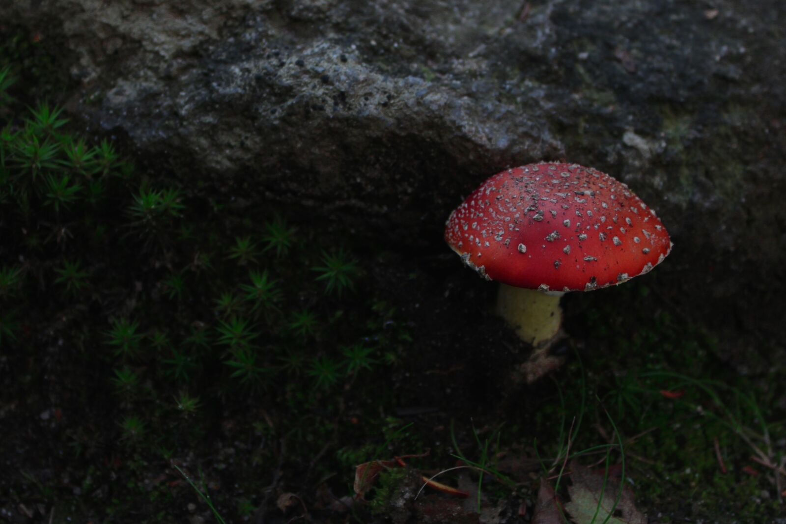 Canon EOS 2000D (EOS Rebel T7 / EOS Kiss X90 / EOS 1500D) sample photo. Mushroom, fly agaric, forest photography