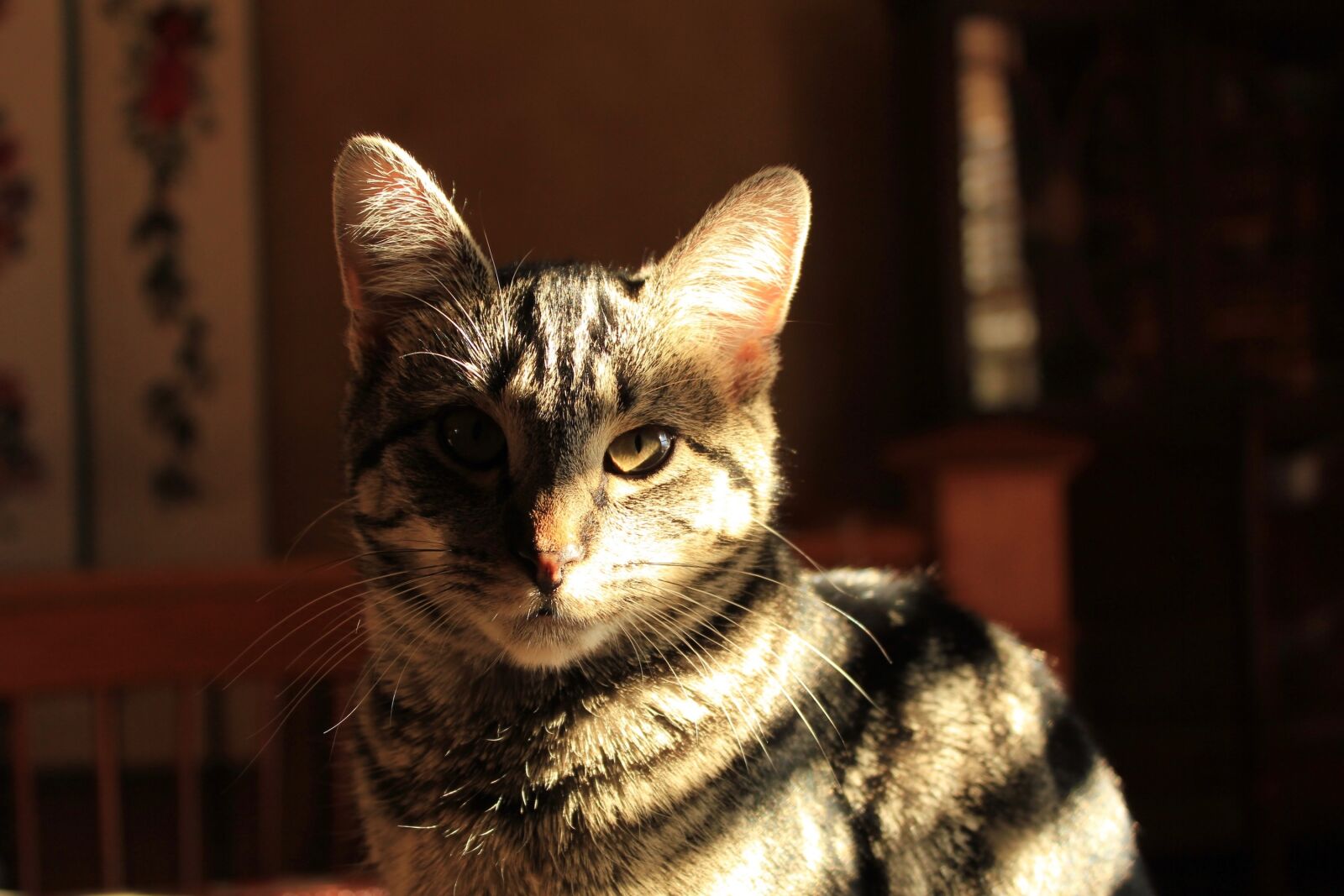 Canon EOS 550D (EOS Rebel T2i / EOS Kiss X4) sample photo. Cat, shadow and light photography