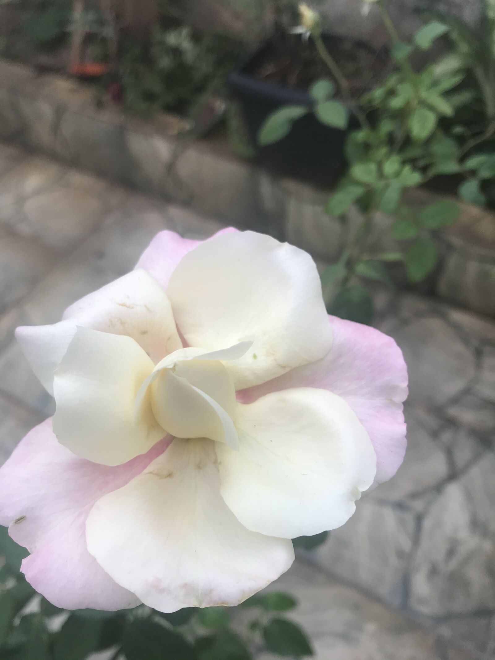 iPhone 7 back camera 3.99mm f/1.8 sample photo. Flores, rosas, flor photography