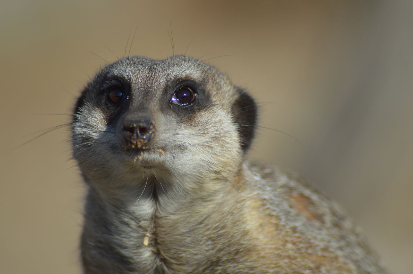 Nikon D3200 sample photo. Meerkat, mammal, nature photography