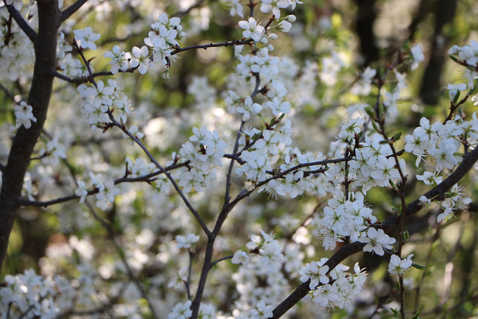 Canon EOS 760D (EOS Rebel T6s / EOS 8000D) sample photo. Flower, wood, white photography