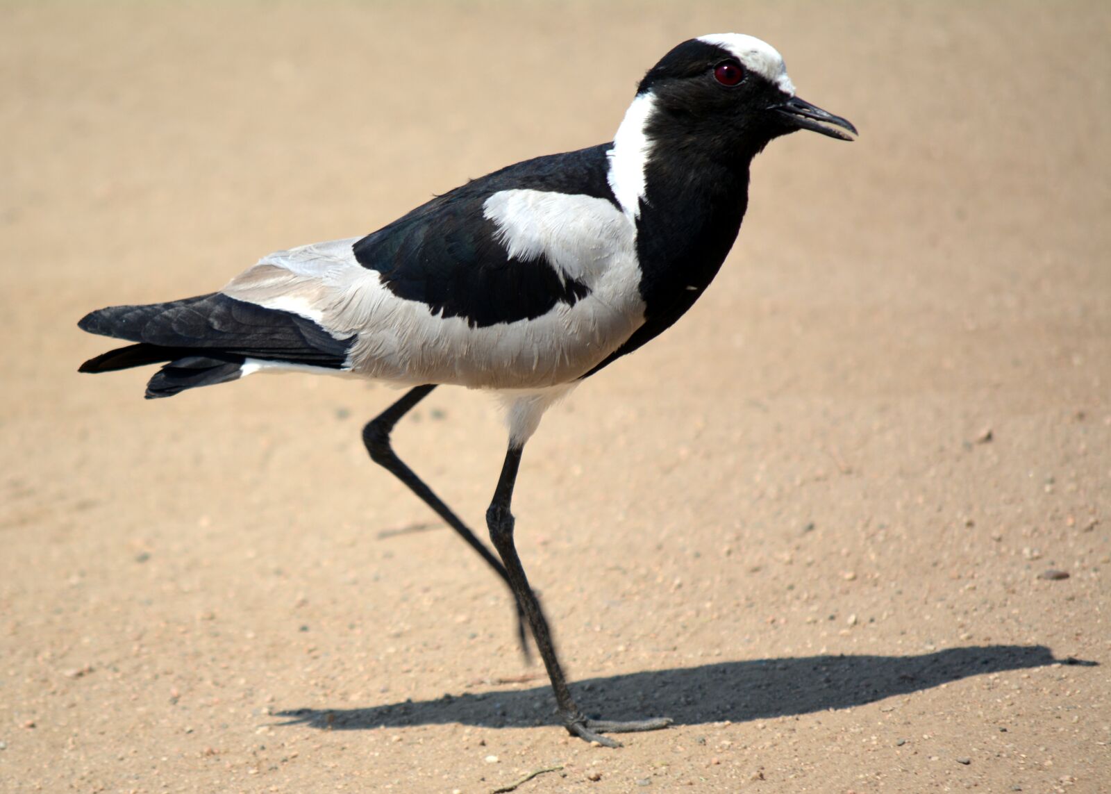 Nikon D5200 sample photo. Kievit, bird, kruger park photography
