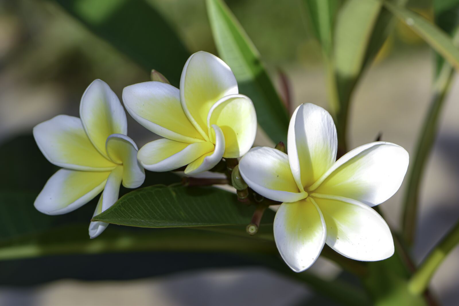Nikon D5600 sample photo. Three, gentle, white photography