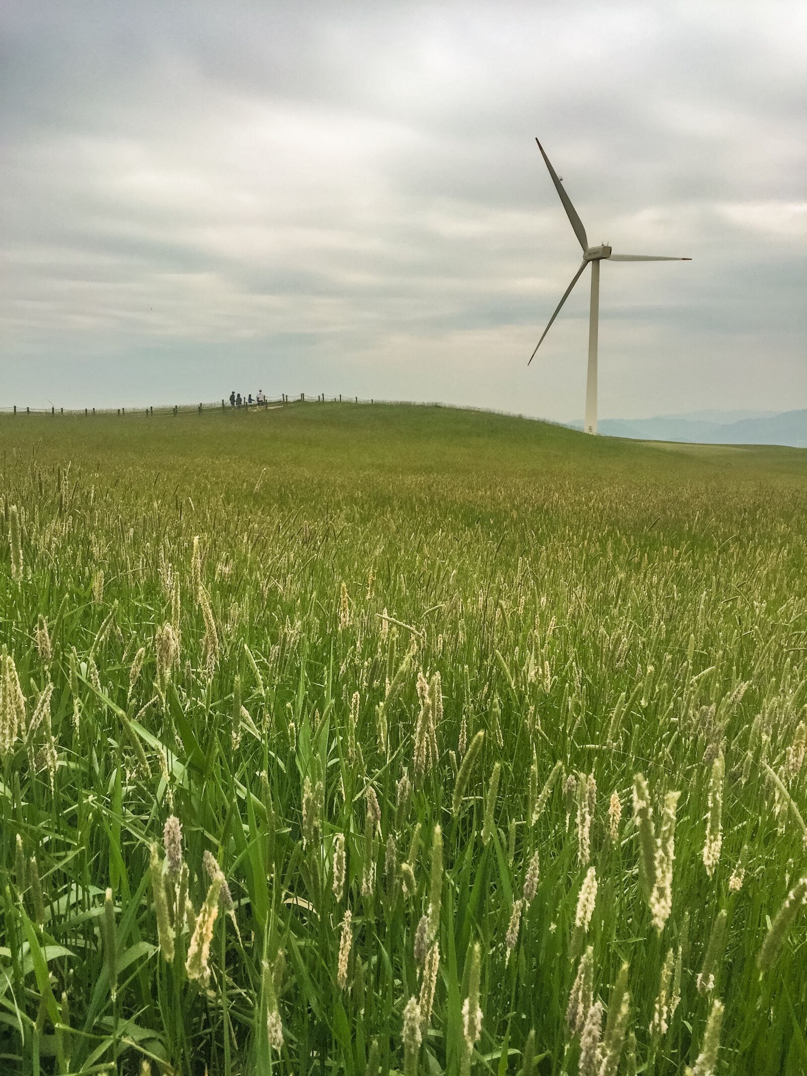 iPhone 6 Plus back camera 4.15mm f/2.2 sample photo. Nature, windmill, s photography