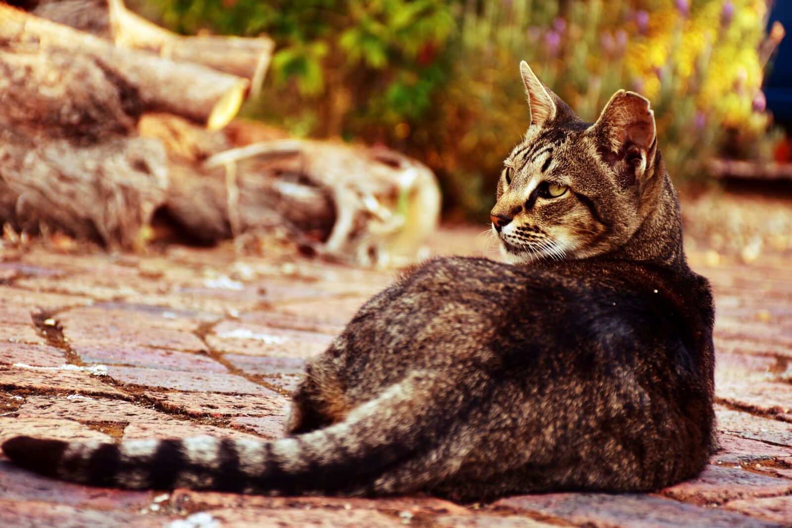 Nikon D5500 sample photo. Cat, nature, animal photography