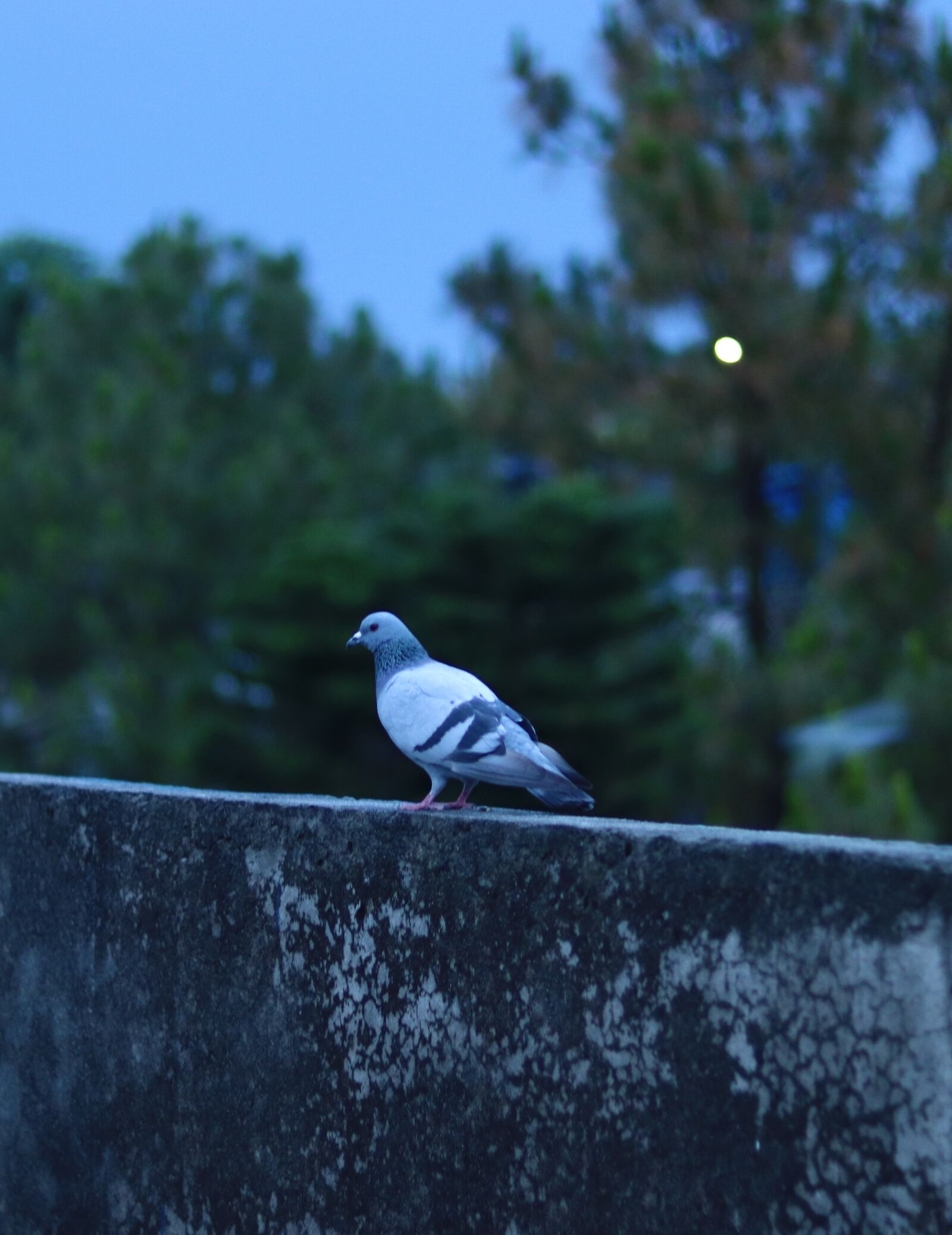 Canon EOS 77D (EOS 9000D / EOS 770D) + Canon EF 50mm F1.8 STM sample photo. Outdoor, pigeon, animal photography