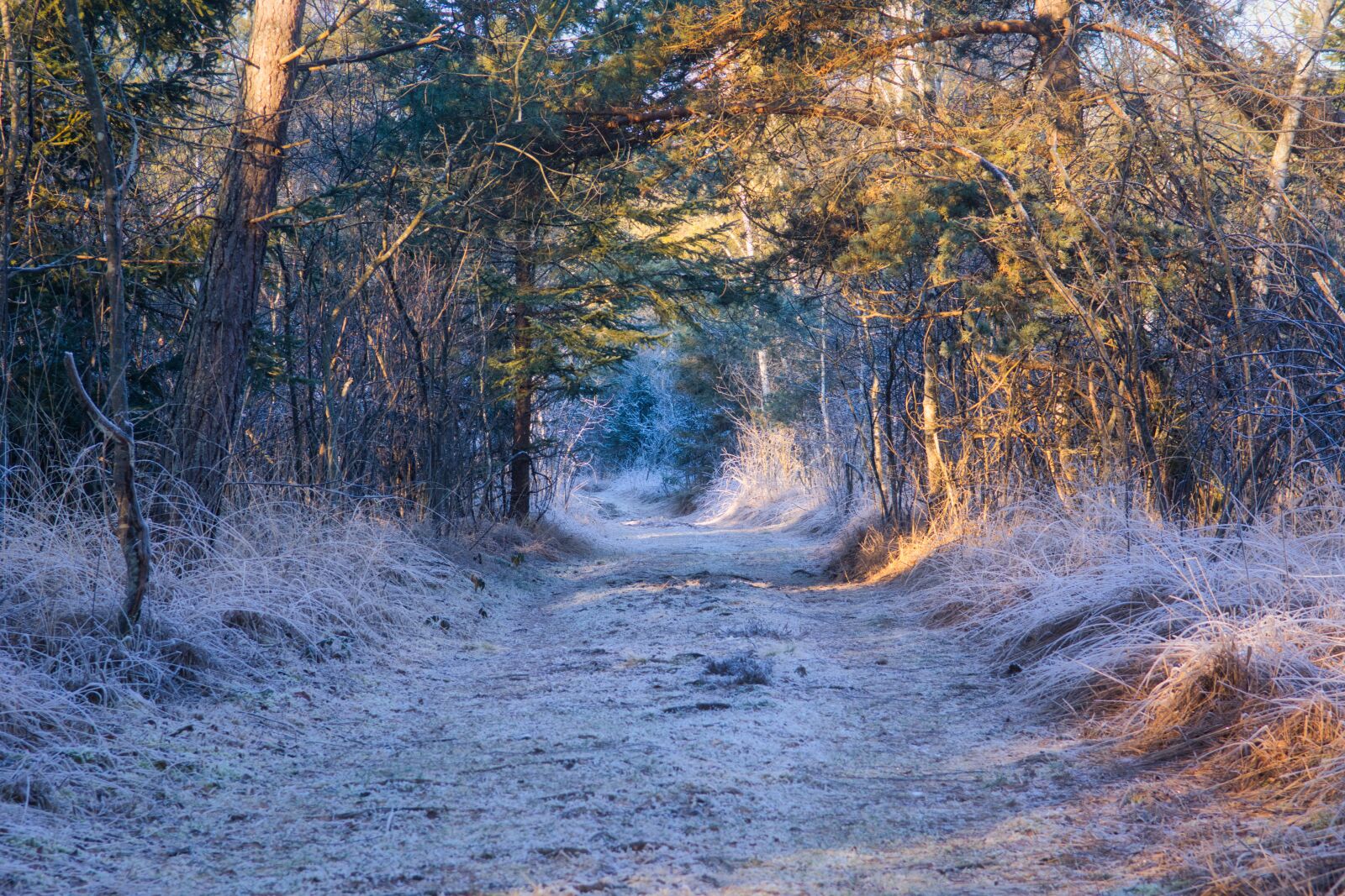Nikon D7100 sample photo. Away, forest, trees photography