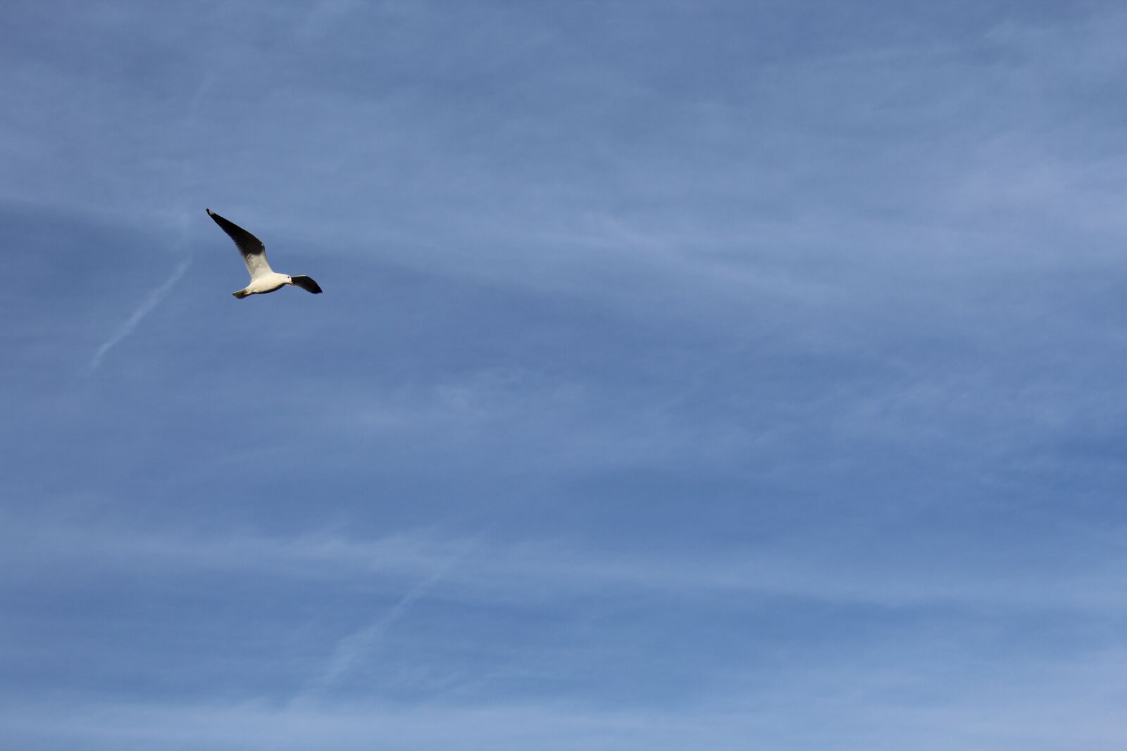 Canon EOS 1200D (EOS Rebel T5 / EOS Kiss X70 / EOS Hi) sample photo. Seagull, blue, sky photography