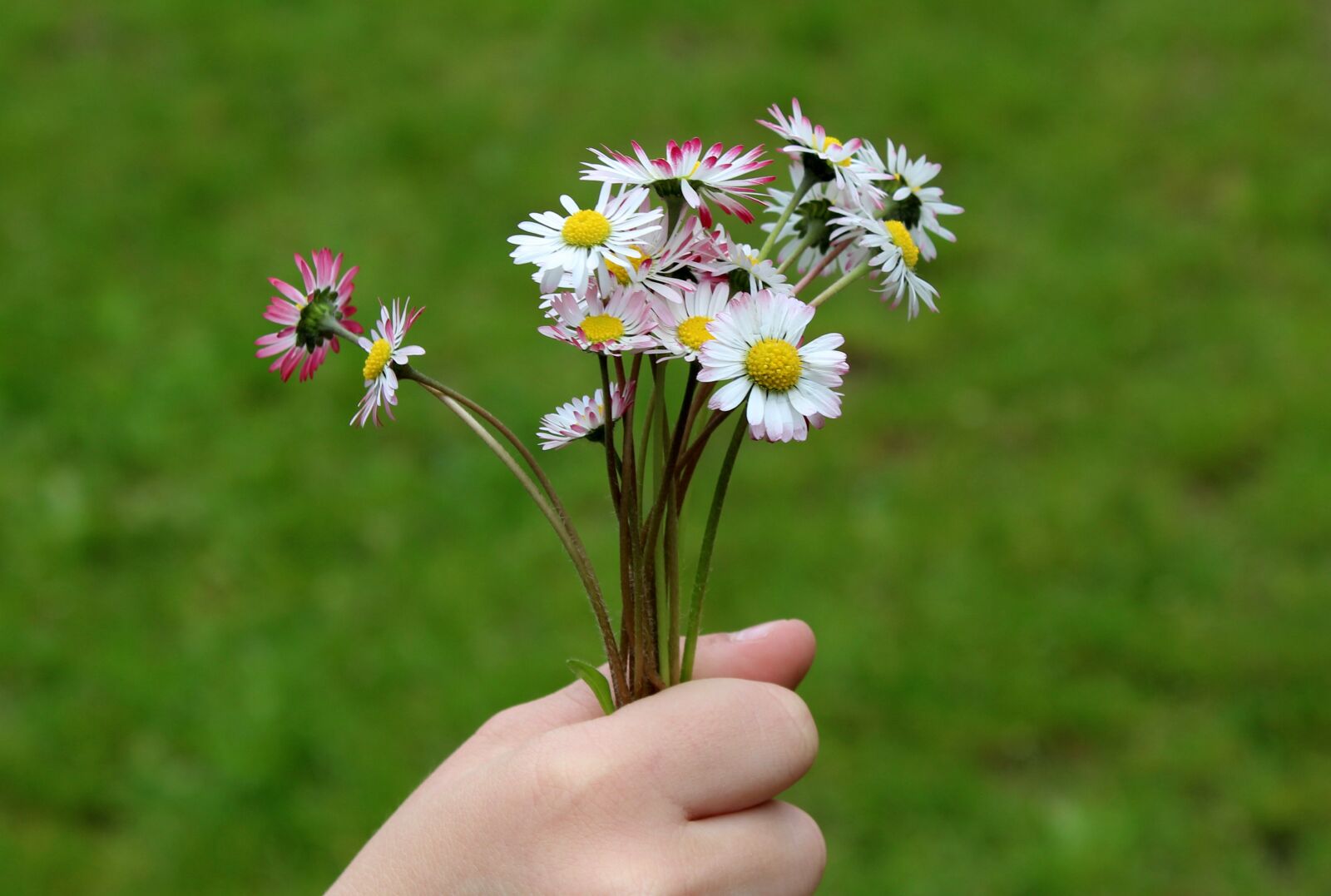Canon EOS 1200D (EOS Rebel T5 / EOS Kiss X70 / EOS Hi) sample photo. Daisies, flowers, bouquet photography