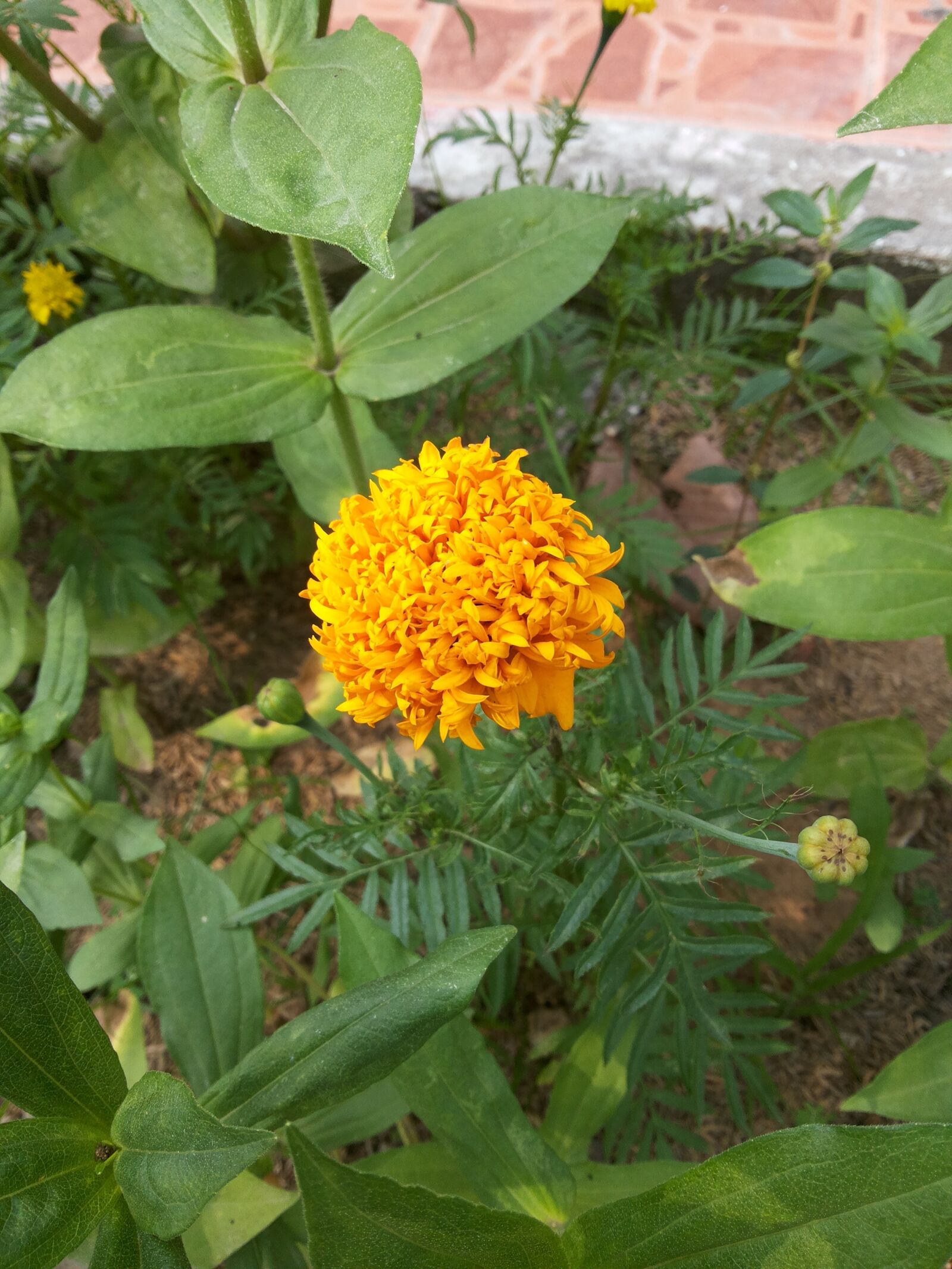 Samsung Galaxy Grand Duos sample photo. Marigold, flowers, nature photography