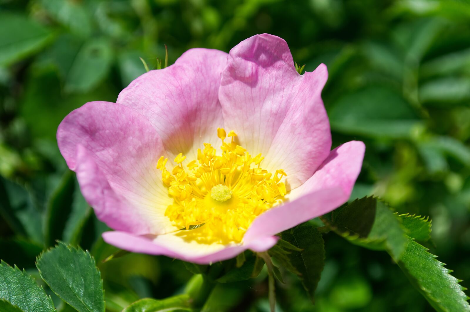 Nikon D3100 sample photo. Blossom, bloom, flower photography