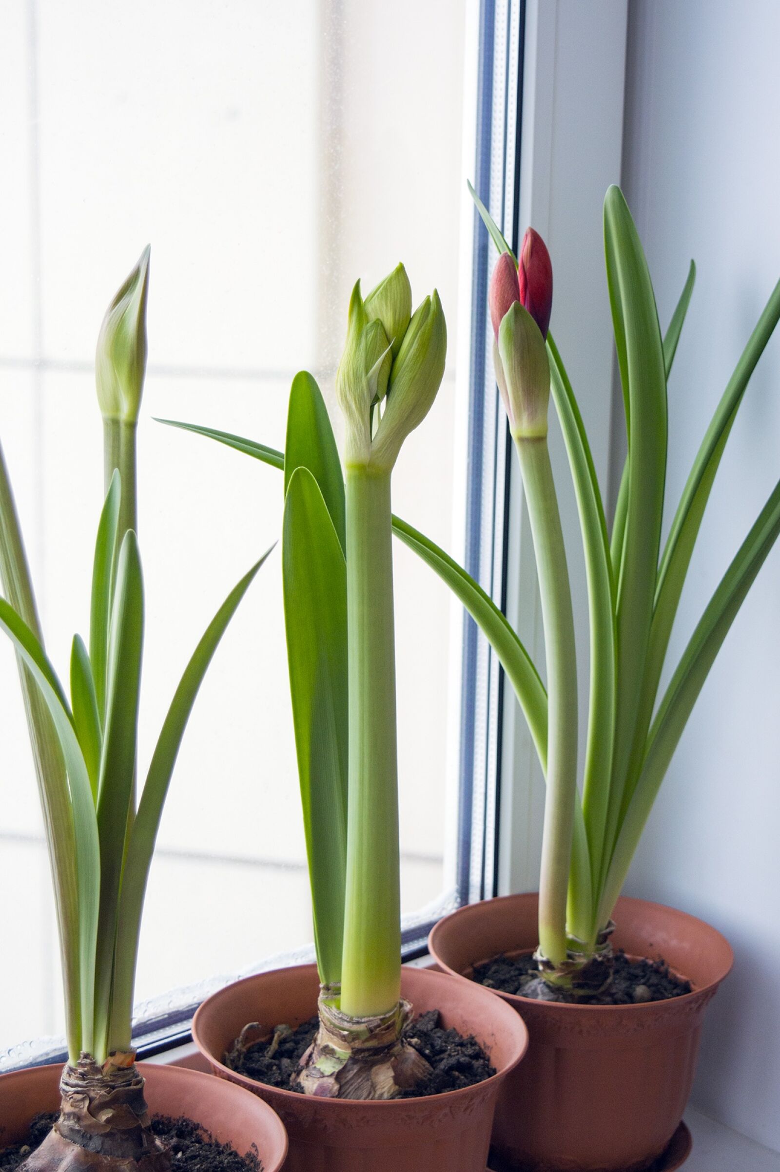 Nikon D3200 sample photo. Amaryllis, hippeastrum, flowers on photography